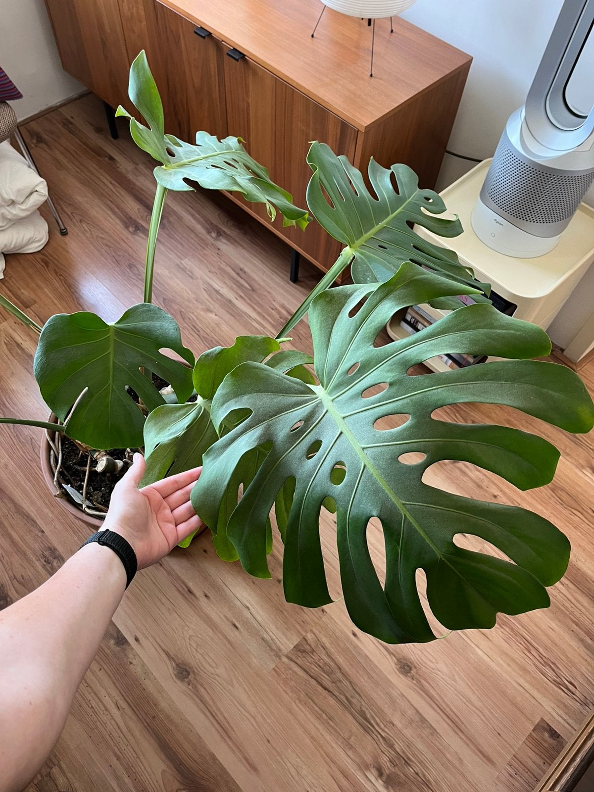 XXL Grote monstera plant in terracotta pot, Huis en Inrichting, Ophalen, 100 tot 150 cm, In pot, Volle zon