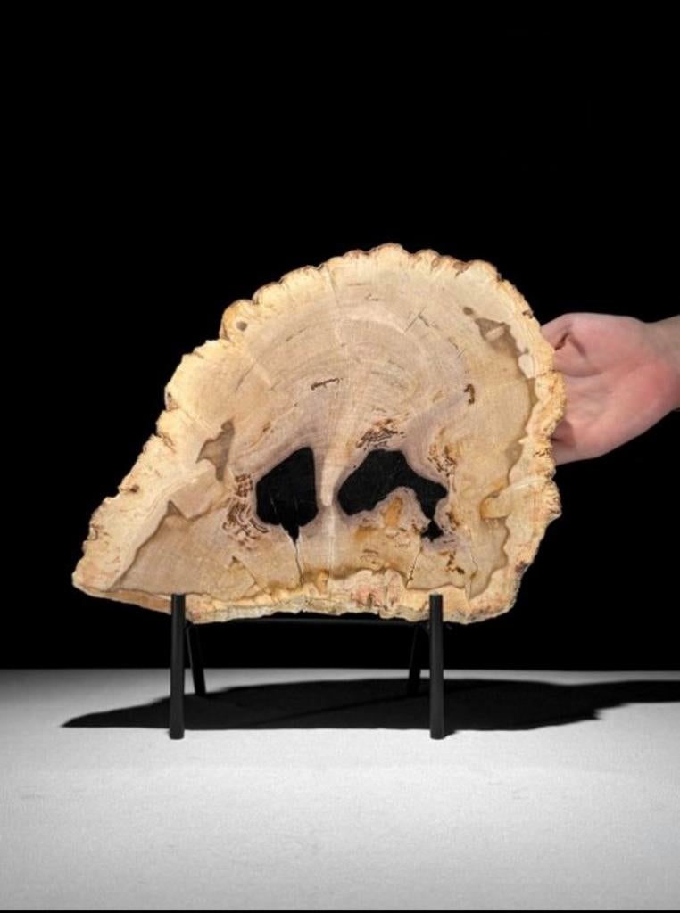 Gefossiliseerd hout van Sooka, custom made standaard (nieuw), Verzenden, 20 - 50 cm, Op sokkel, Beeld