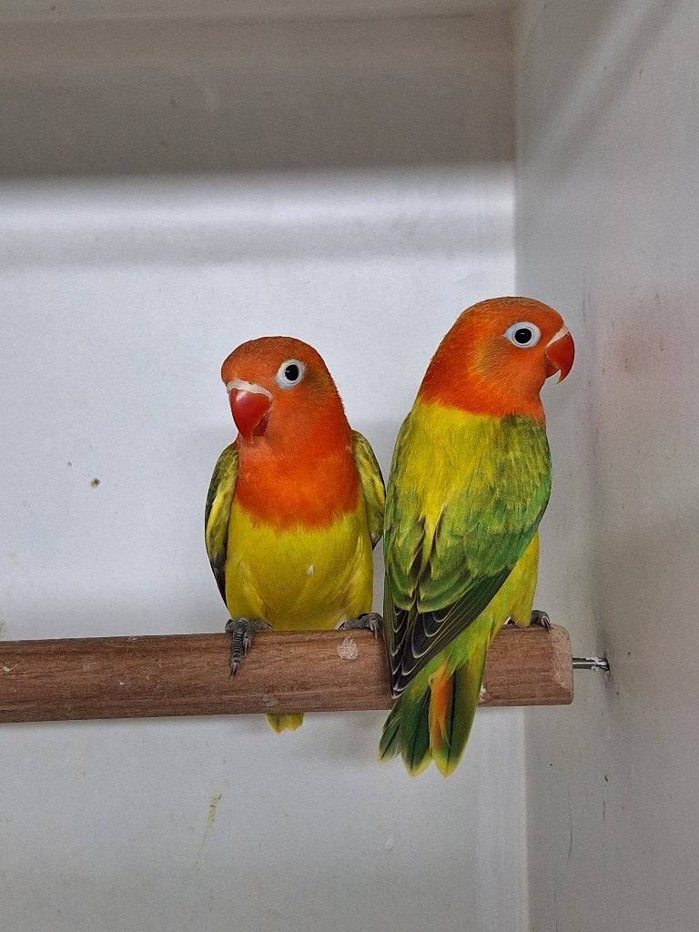 Agapornis Fischeri's, Dieren en Toebehoren, Vogels | Parkieten en Papegaaien, Geslacht onbekend, Dwergpapegaai of Agapornis, Geringd
