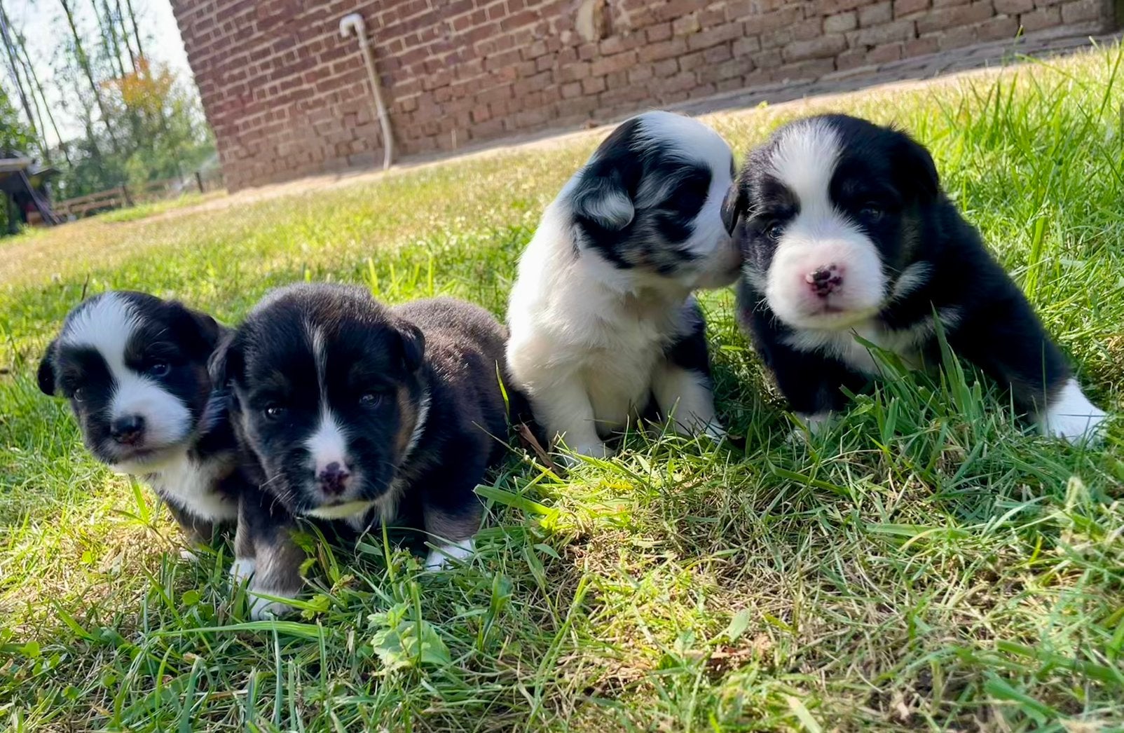 Miniature American Shepherd pups met FCI stamboom., 8 tot 15 weken, Meerdere, Meerdere dieren, Herder