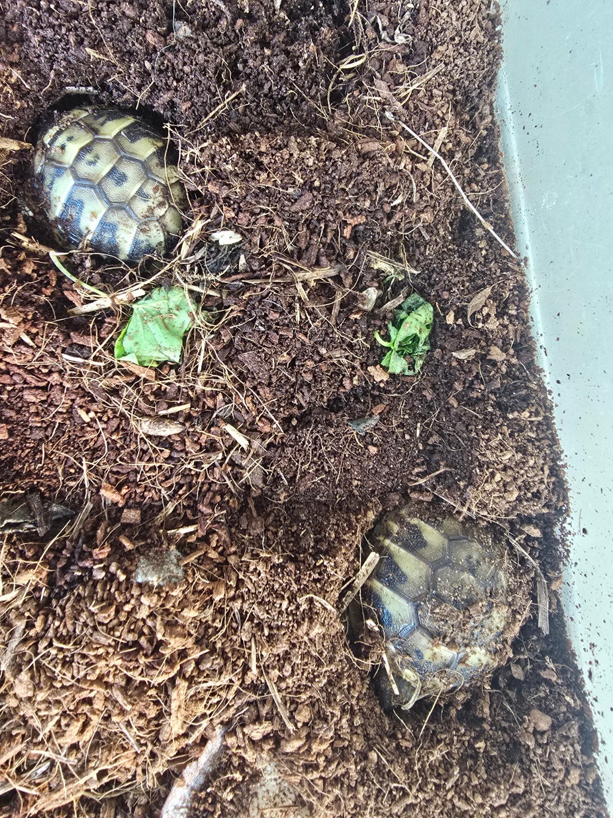 Nakweek Griekse landschildpadden Tortoise photo 6