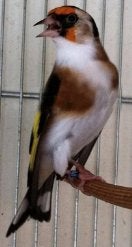 op zoek naar een parva-mutatie, Dieren en Toebehoren, Vogels | Kanaries, Mannelijk, Bastaard