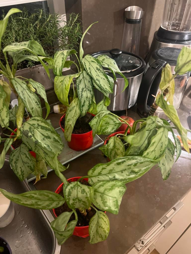 Aglaonema kamerplanten in pot, Overige soorten, In pot, Minder dan 100 cm, Groene kamerplant