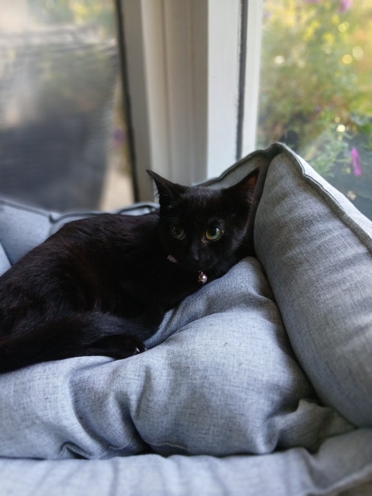 Prachtige kittens, mogen naar nieuw baasje, Poes, Ontwormd, 0 tot 2 jaar