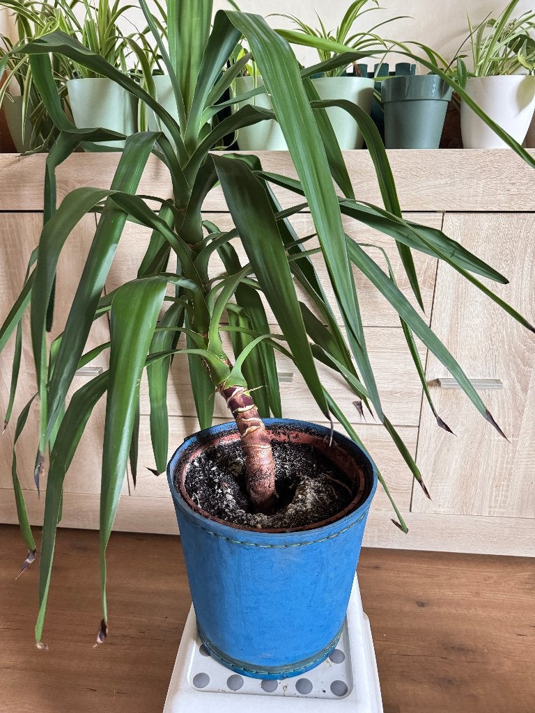 Grote Yucca in blauwe pot., Huis en Inrichting, Kamerplanten, Ophalen, In pot, Minder dan 100 cm, Yucca