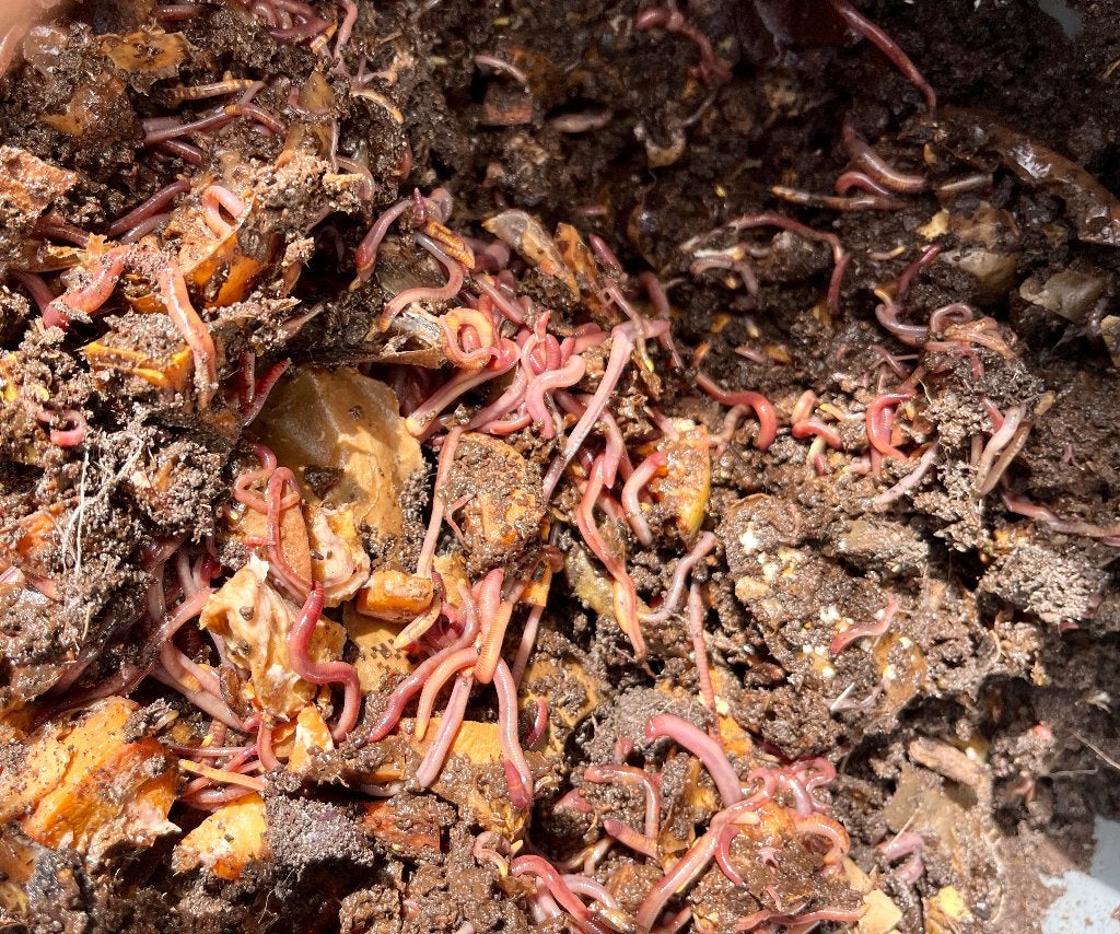Tijgerwormen/compostwormen, Tuin en Terras, Ophalen