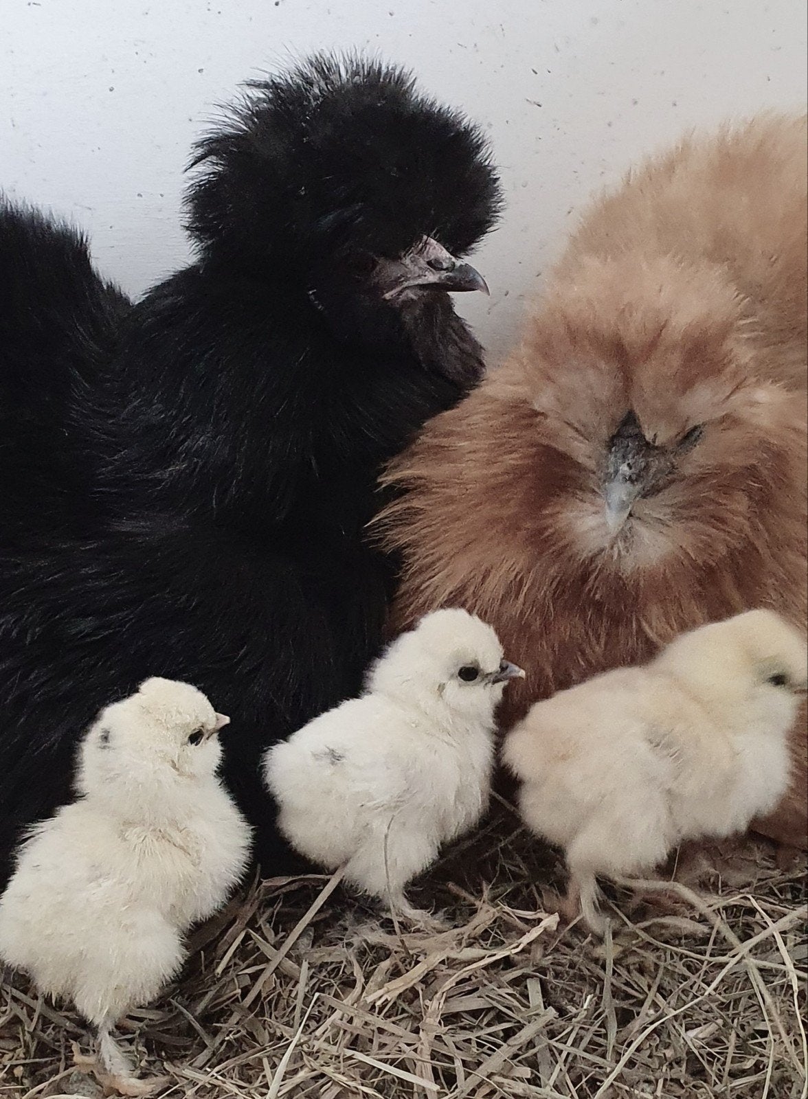 leuke zijdehoen kriel! haantjes en hennen, Dieren en Toebehoren, Pluimvee, Mannelijk, Kip
