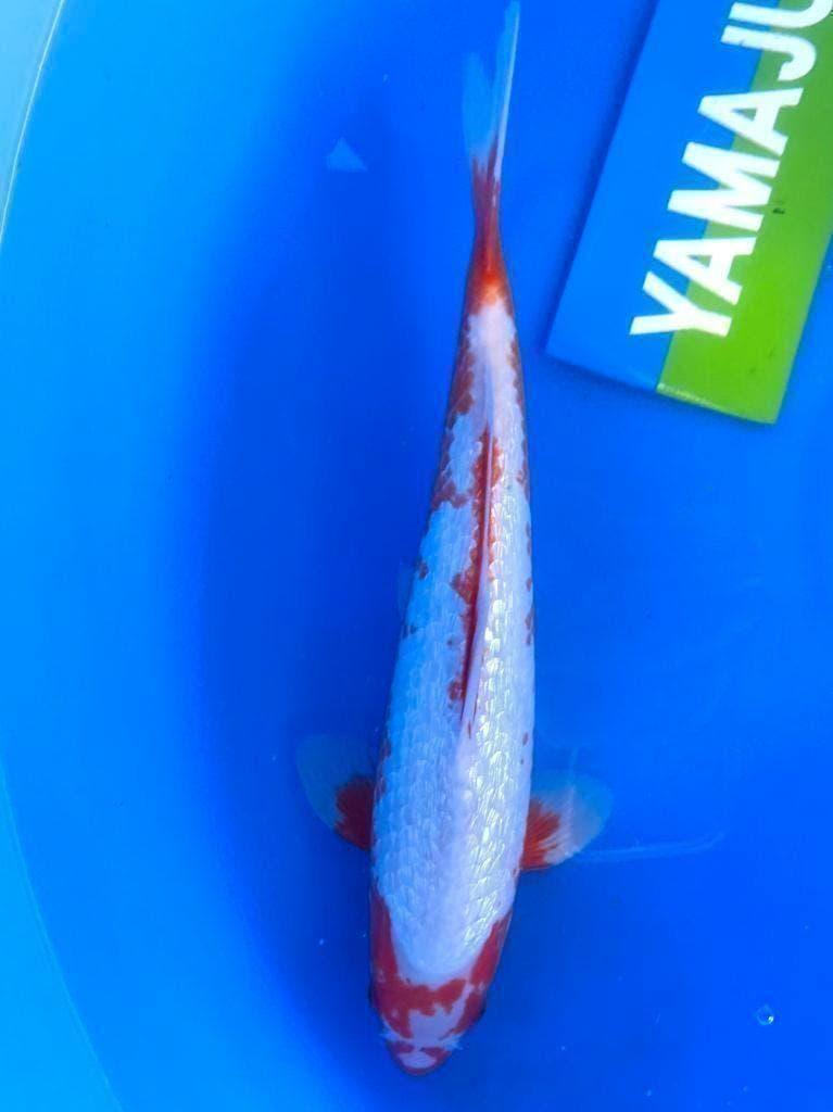 Hq Japankoi, Jumbo Nisai, enorme groeipotentie, Dieren en Toebehoren, Karper of Koi