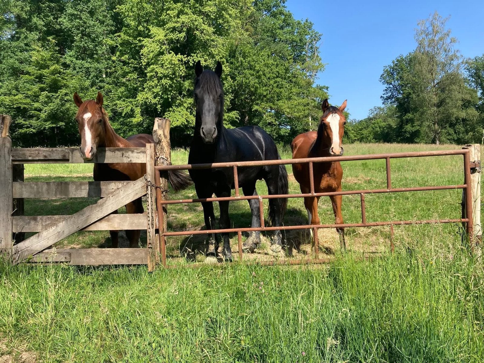 Pension, opfok, vervroegd pensioen, oudere paarden, Weidegang