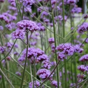 Verbena IJzerhard, Tuin en Terras, Planten | Tuinplanten, Overige soorten, Volle zon, Verzenden, Tweejarig