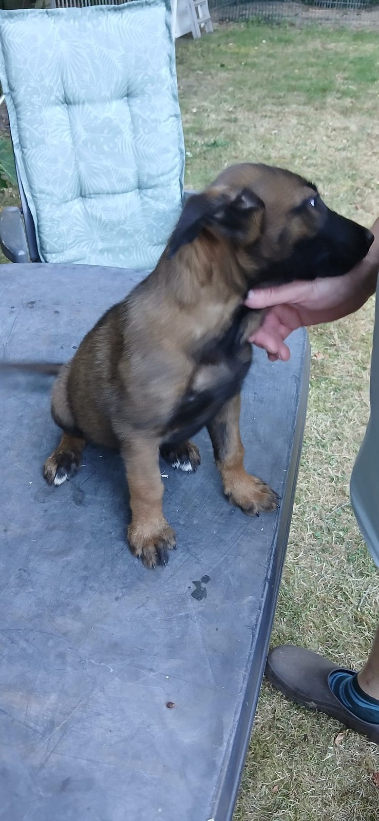 Hollandse herder x mechelse herder  puppy’s, 8 tot 15 weken, Meerdere dieren, Eén hond, Herder