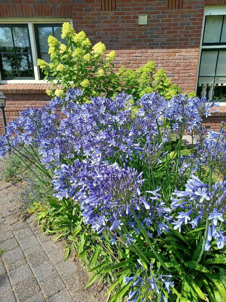 zaad van Agapanthus, Tuin en Terras, Ophalen, Volle zon, Zaad
