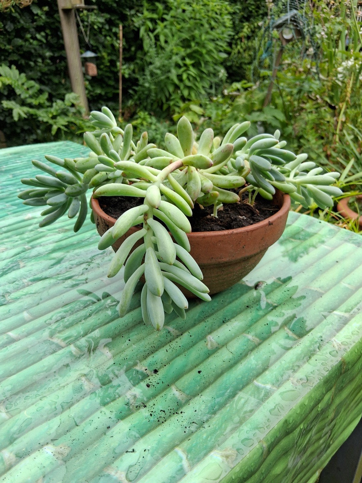 sedum, Ophalen of Verzenden, Volle zon