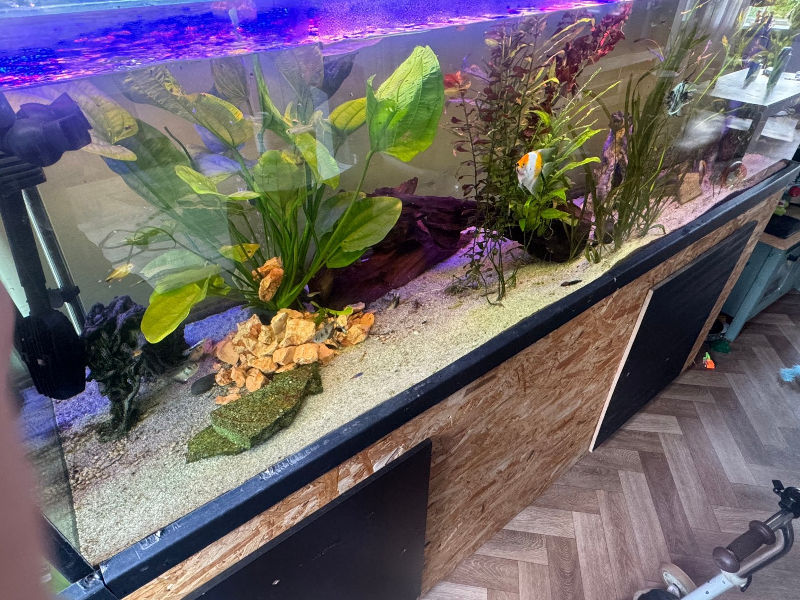 2meter aquarium, Dieren en Toebehoren, Ophalen, Inclusief vissen, Gebruikt, Gevuld zoetwateraquarium