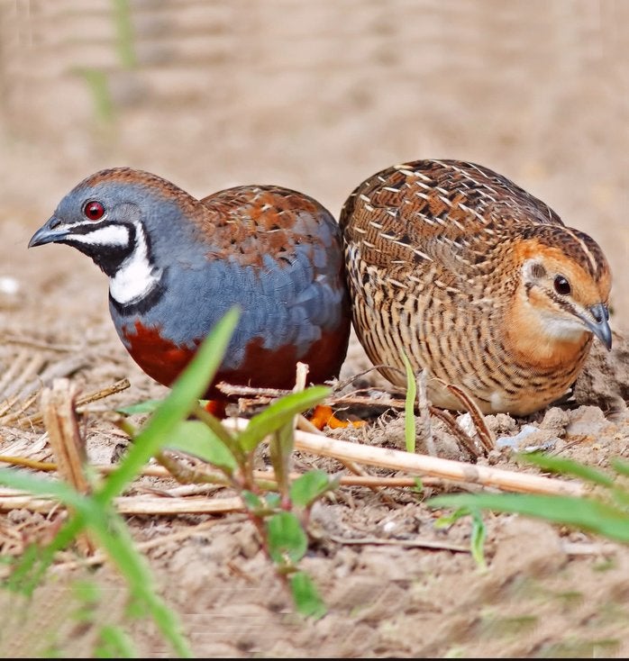 Dwerg kwartels (Chinese)., Dieren en Toebehoren, Meerdere dieren, Overige soorten