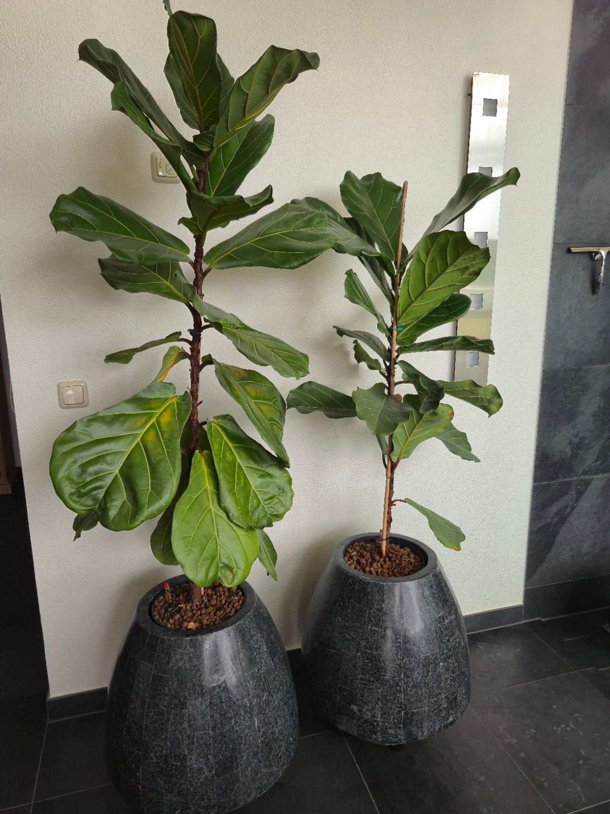 4 x Grote Ficus Lyrata (Tabaksplant) op hydro cultuur in pot, Ophalen, Ficus, Halfschaduw, In pot