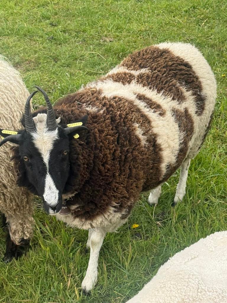 Mooi jonge stamboek Jacob schaap ooi van 2025, Vrouwelijk, Schaap
