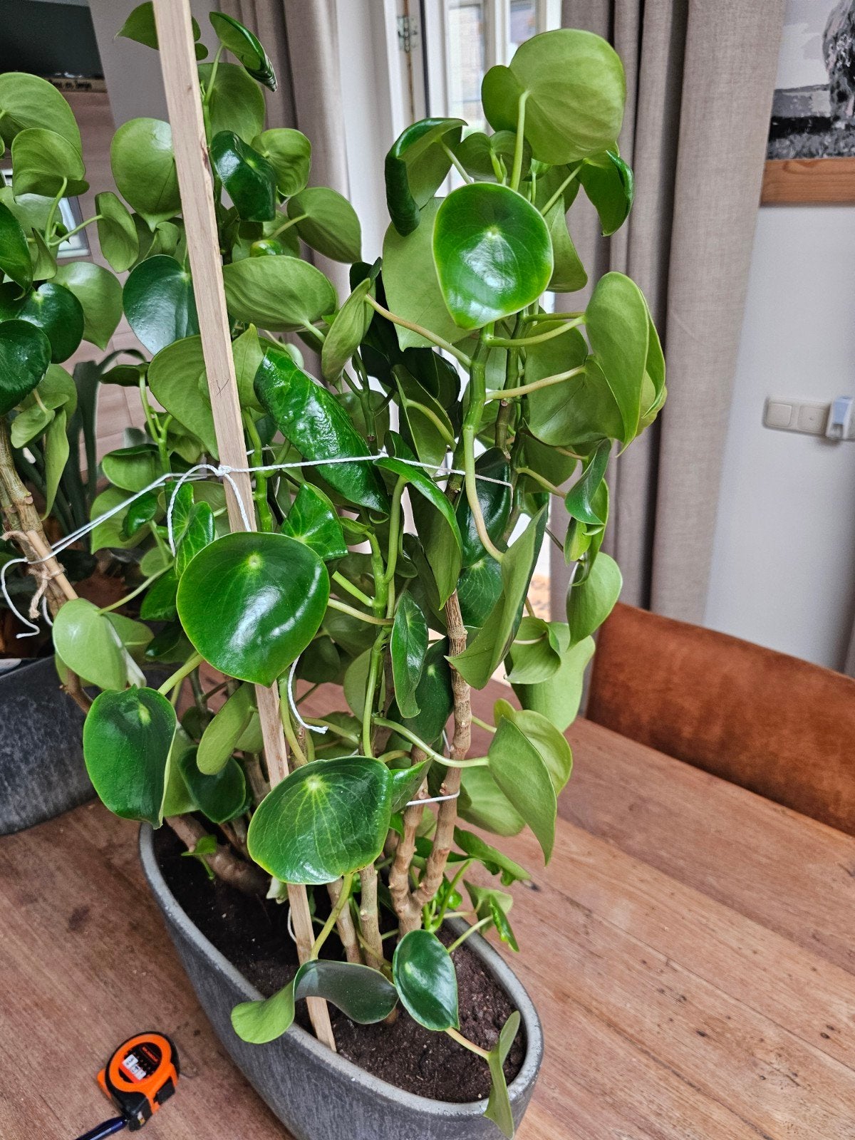 Pannekoekplant, Huis en Inrichting, Kamerplanten, Ophalen, Halfschaduw, Minder dan 100 cm