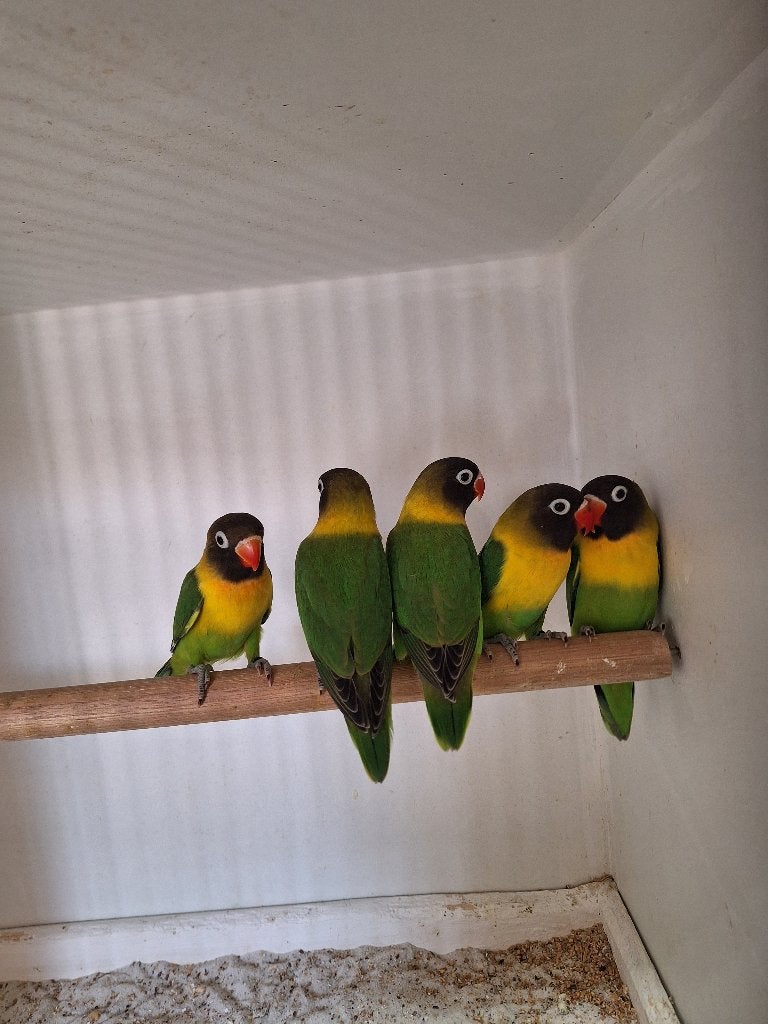 Agapornis Personata's, Dieren en Toebehoren, Geslacht onbekend, Dwergpapegaai of Agapornis, Geringd