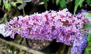 Restpartij 18 Vlinderstruik Black Knight Pink Delight € 100, Ophalen of Verzenden, Vlinderstruik, Haag, Minder dan 100 cm