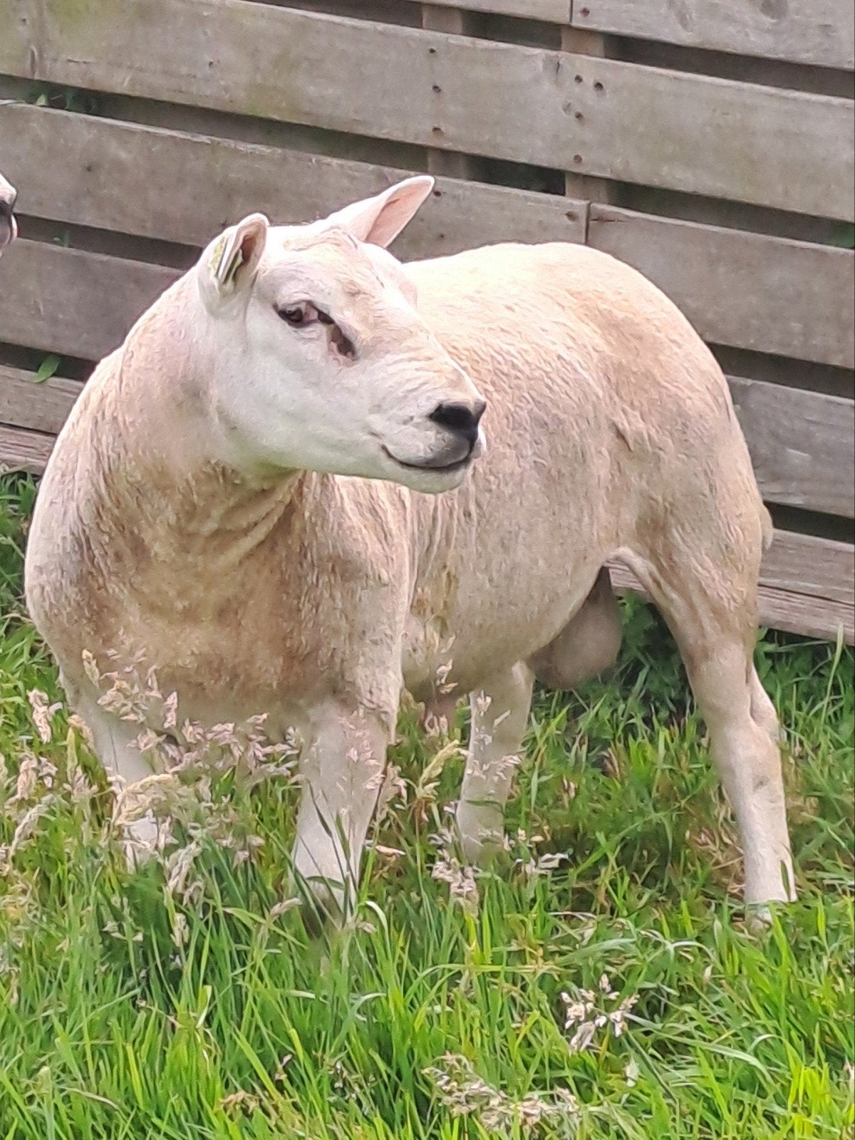 Britse Texelaar rammen, Dieren en Toebehoren, Mannelijk, Schaap