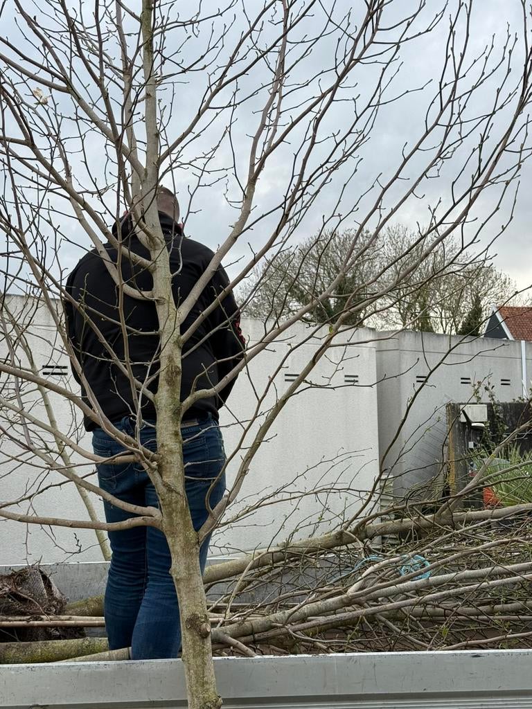 Magnolia kobus bomen witte bloesem hoog 4,5 meter, Tuin en Terras, Overige soorten, Lente, 400 cm of meer, Ophalen