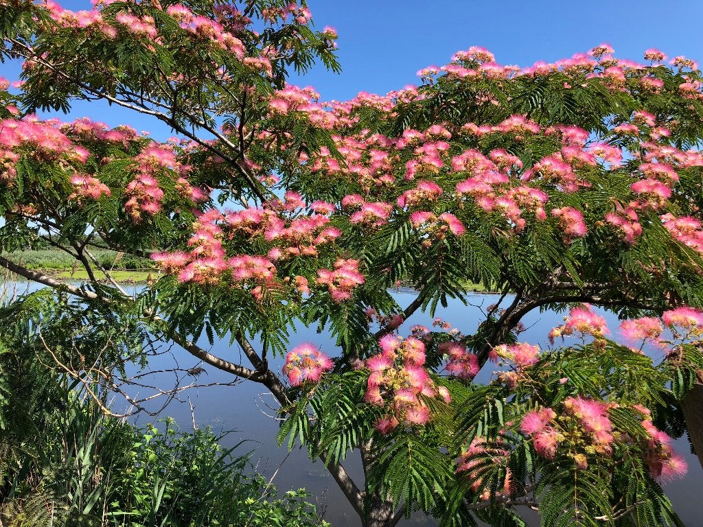 Te koop: albizia zaailingen, Ophalen, Vaste plant, Overige soorten, Volle zon