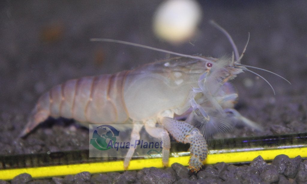 Blauwe Waaierhandgarnaal "Medium", Dieren en Toebehoren, Vissen | Aquariumvissen, Kreeft, Krab of Garnaal, Zoetwatervis