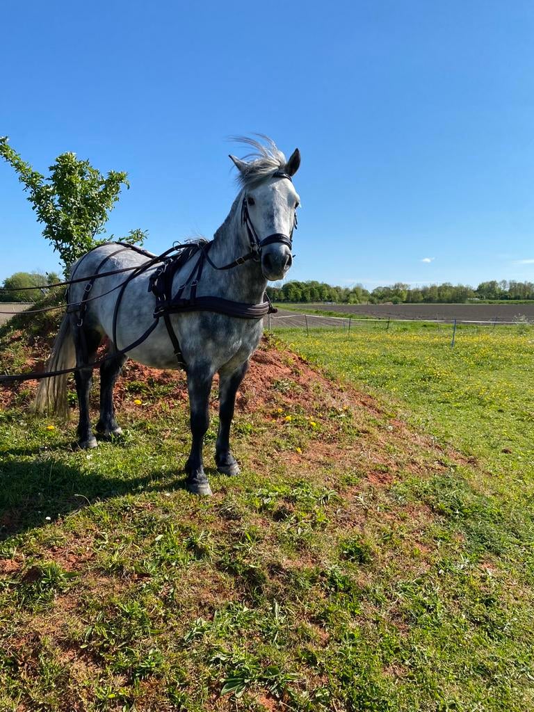 Gezocht: marathon menwagen voor pony van 1.20, Ophalen of Verzenden, Overige soorten