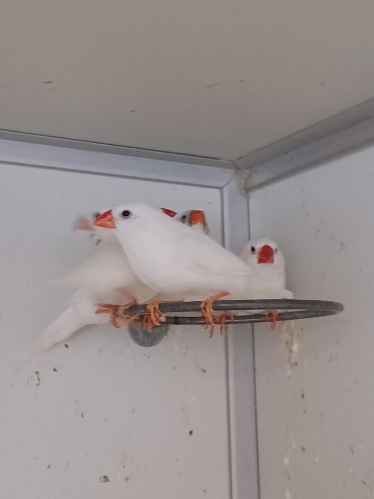Witte zebravinken, Dieren en Toebehoren, Vogels | Overige Vogels, Mannelijk