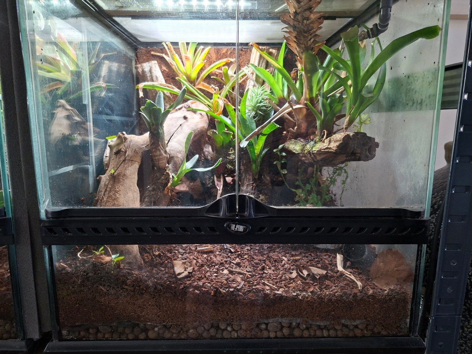 B. Ingericht terrarium met gifkikker, Ophalen, Zo goed als nieuw