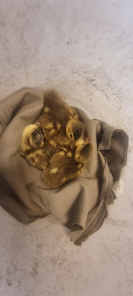 2 Lieve Kwaker kuikentjes, Dieren en Toebehoren, Pluimvee, Eend, Meerdere dieren