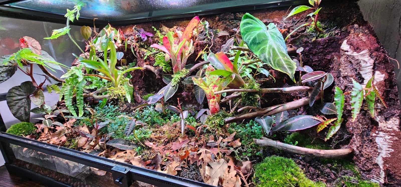 Terrarium 45/45/90, Dieren en Toebehoren, Ophalen