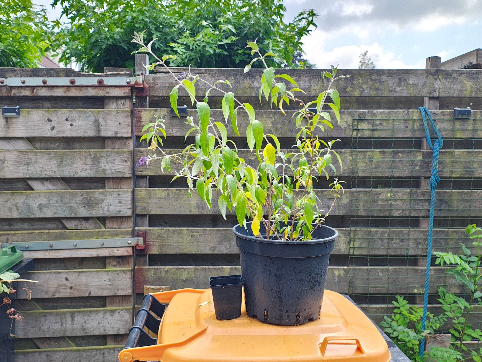 Buddleja davidii (Vlinderstruik) - Paarse bloemen, Ophalen