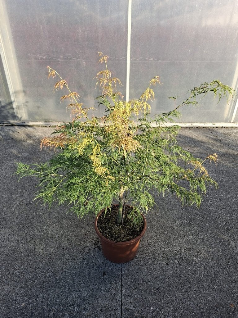 Prachtige Japanse Esdoorn Dissectum - Fijnbladig Groen, Tuin en Terras, Planten | Bomen, In pot, Bloeit niet, Halfschaduw, 100 tot 250 cm