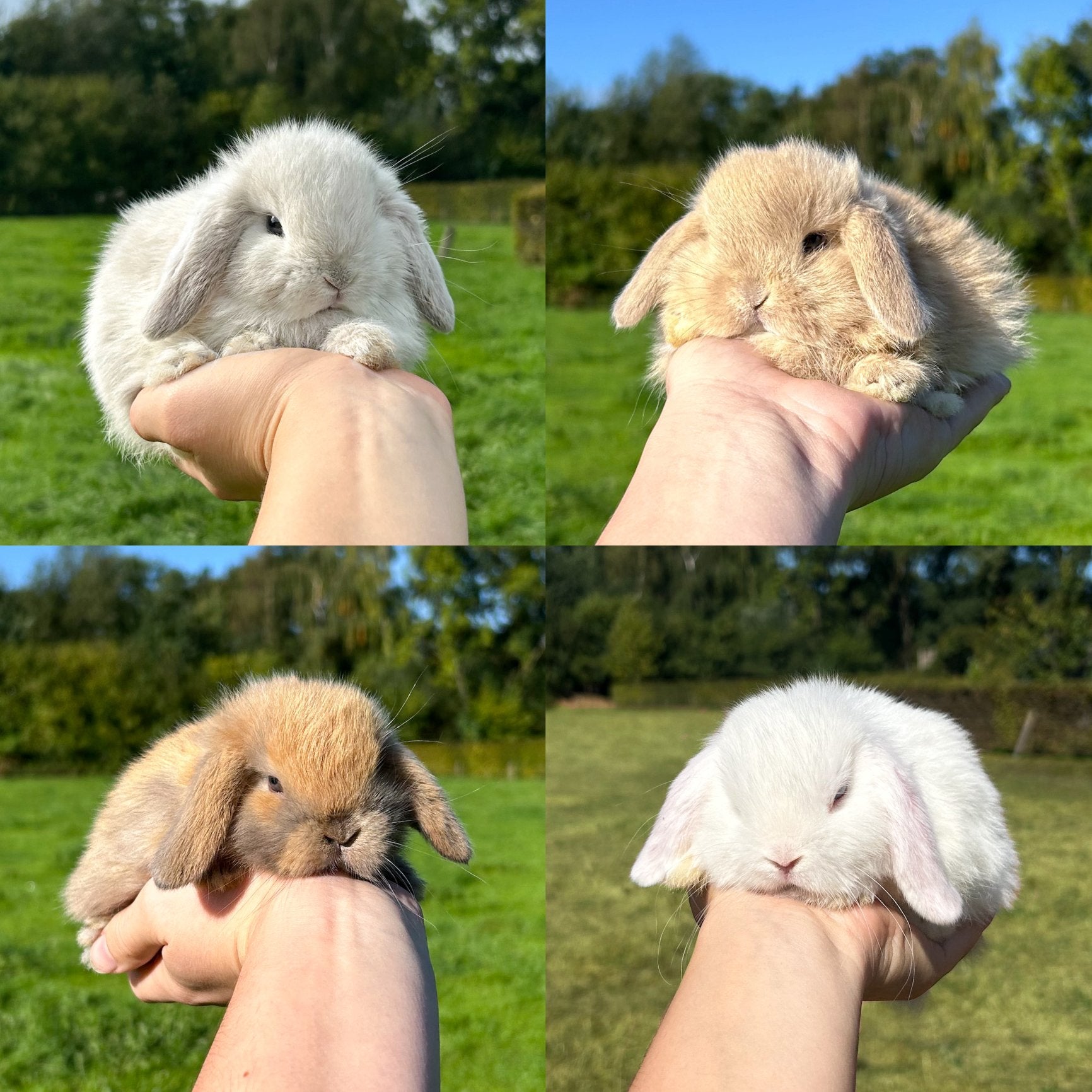De liefste jonge konijntjes! Dwerg hangoor (Minilop/NHD), Meerdere dieren, Dwerg, Hangoor, 0 tot 2 jaar
