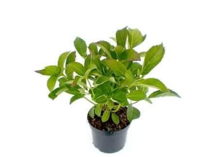 Hortensia (Hydrangea) Bol, Schermbloem Boerenhortensia, Tuin en Terras, Planten | Tuinplanten, Ophalen, Vaste plant, Overige soorten