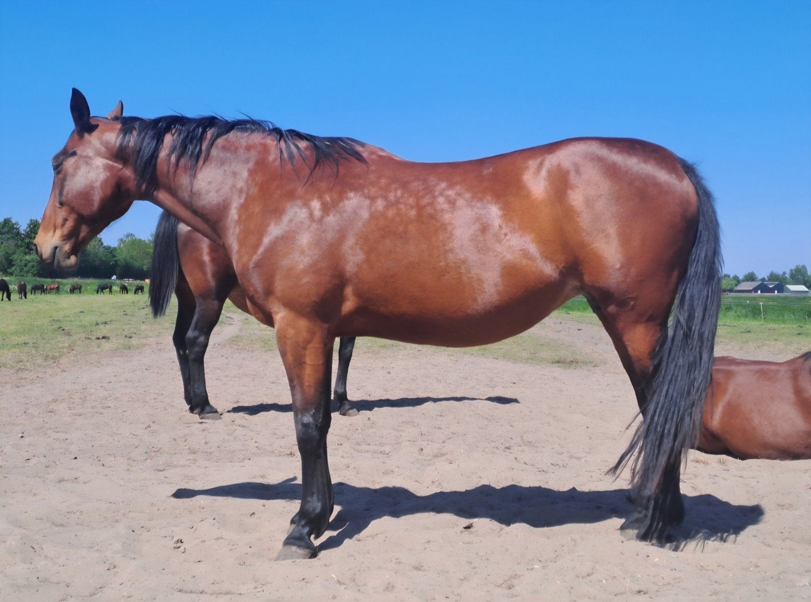 Draver Merrie, Dieren en Toebehoren, Merrie, Met stamboom, 160 tot 165 cm, 11 jaar of ouder