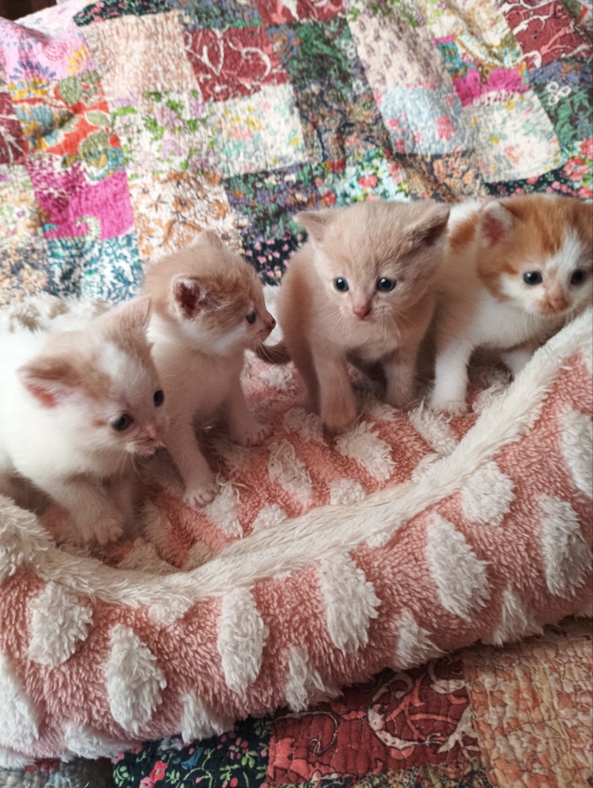 schattige kittens meisjes, Poes, Ontwormd