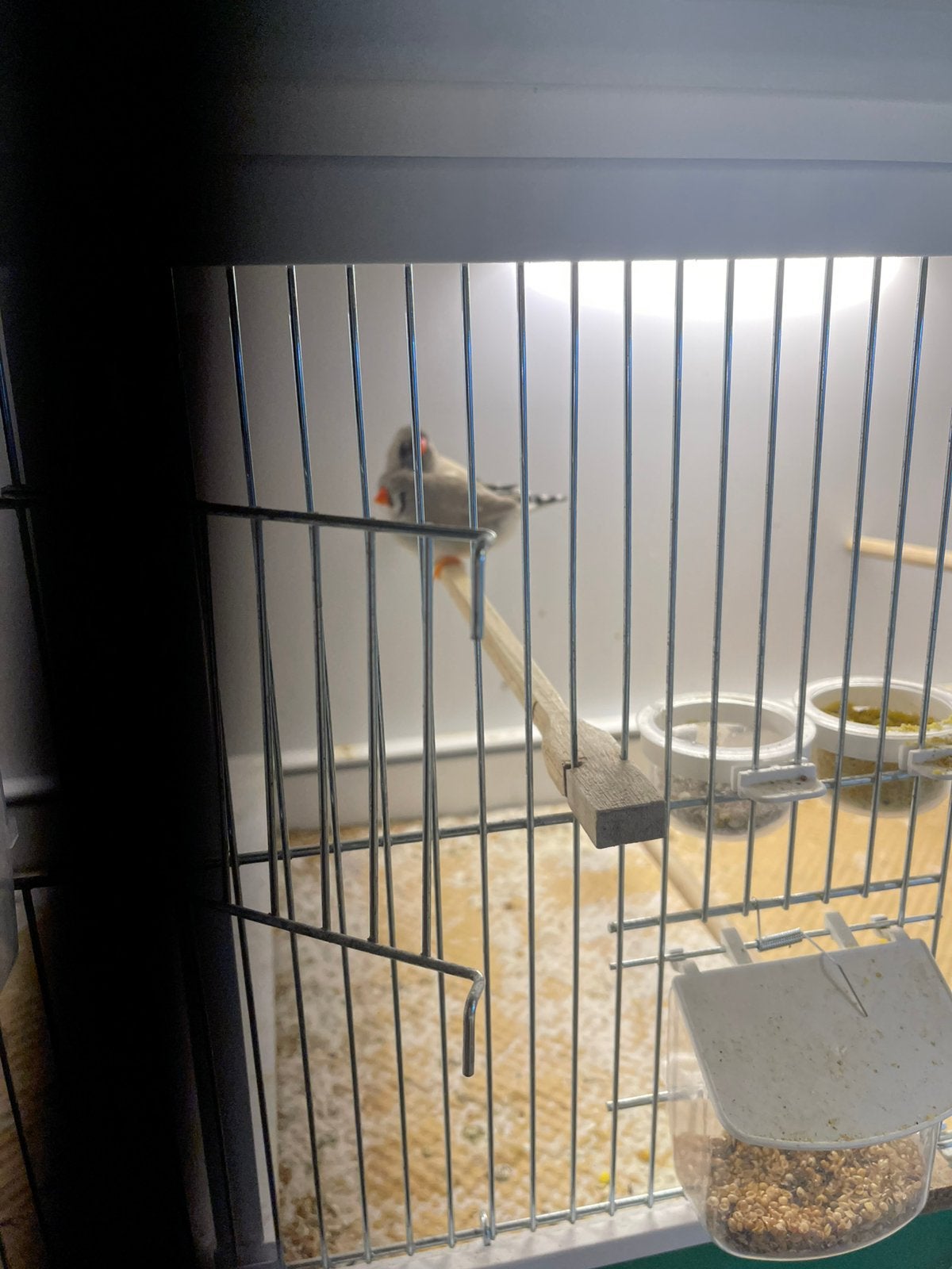 Charcoals bleekrug 2025, Dieren en Toebehoren, Vogels | Kanaries, Mannelijk, Kleurkanarie