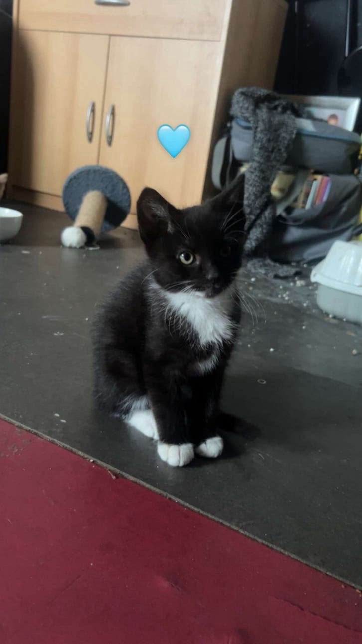 Twee lieve Europese korthaar X Noorse boskat kittens, Meerdere dieren