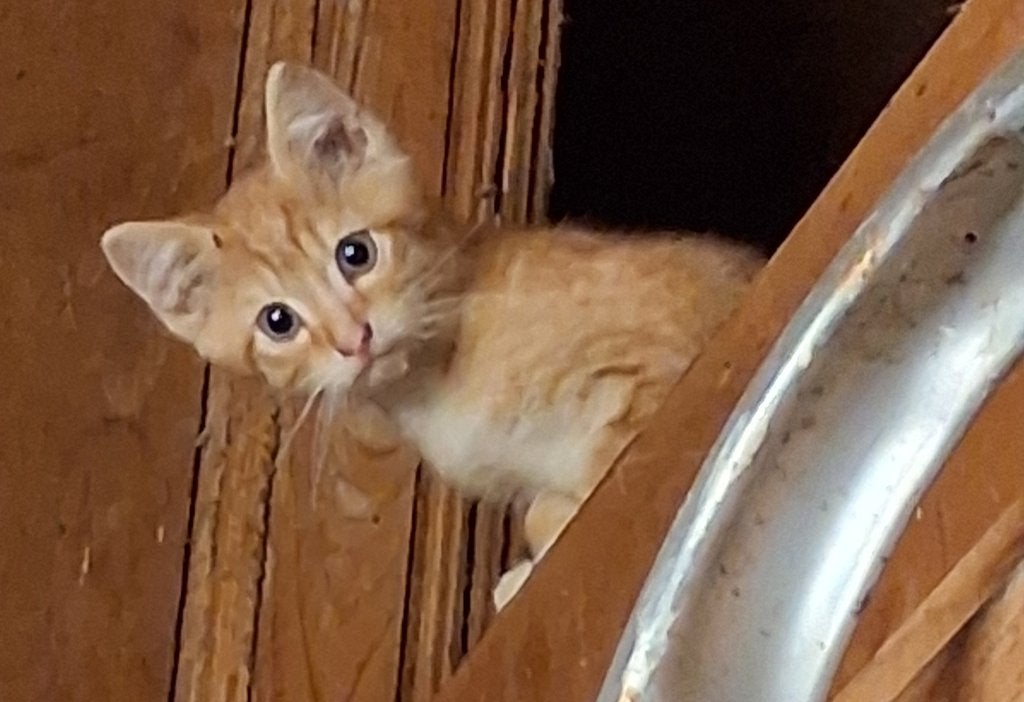 Kittens, Meerdere dieren, Kortharig, 0 tot 2 jaar