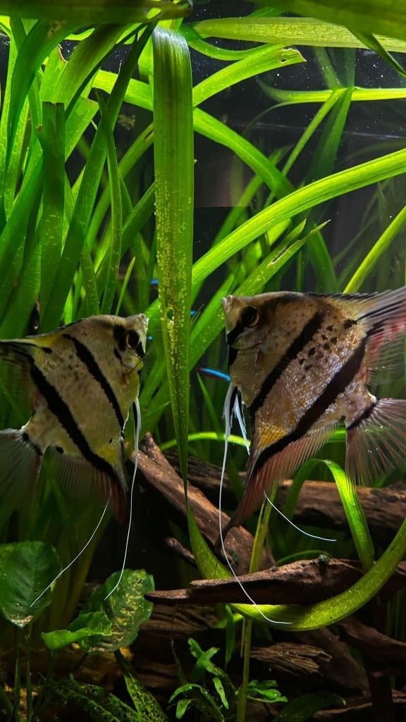 Pterophyllum Sp. Rio Nanay F1, Dieren en Toebehoren, Vis, Zoetwatervis, Schoolvis