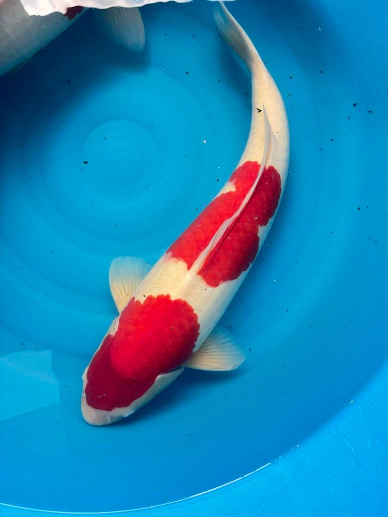 Kohaku 65 cm !!!, Karper of Koi