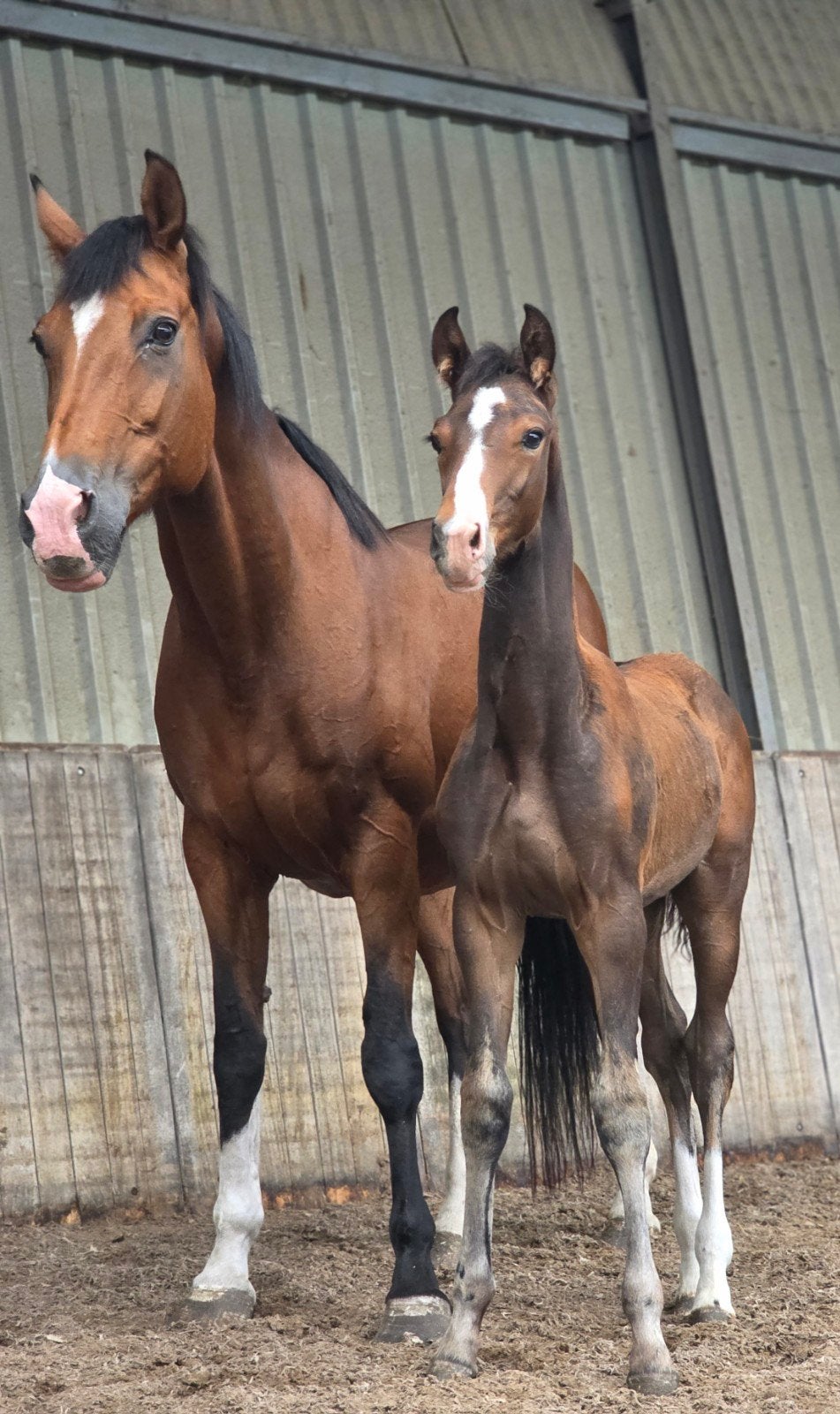 Bloedmooi, veelbelovende KWPN hengstveulen!!, Dieren en Toebehoren, Paarden, Hengst, Dressuurpaard, Gechipt, 0 tot 2 jaar