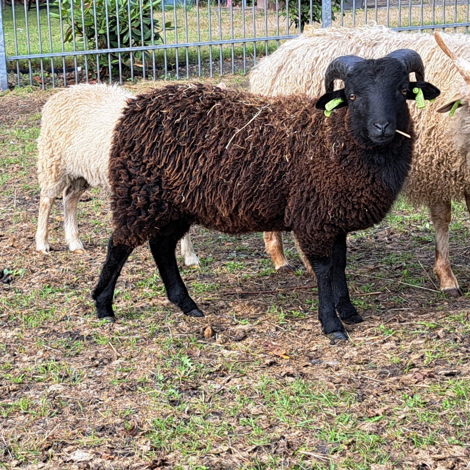 ouessant te koop, Dieren en Toebehoren, Mannelijk, Schaap, 0 tot 2 jaar