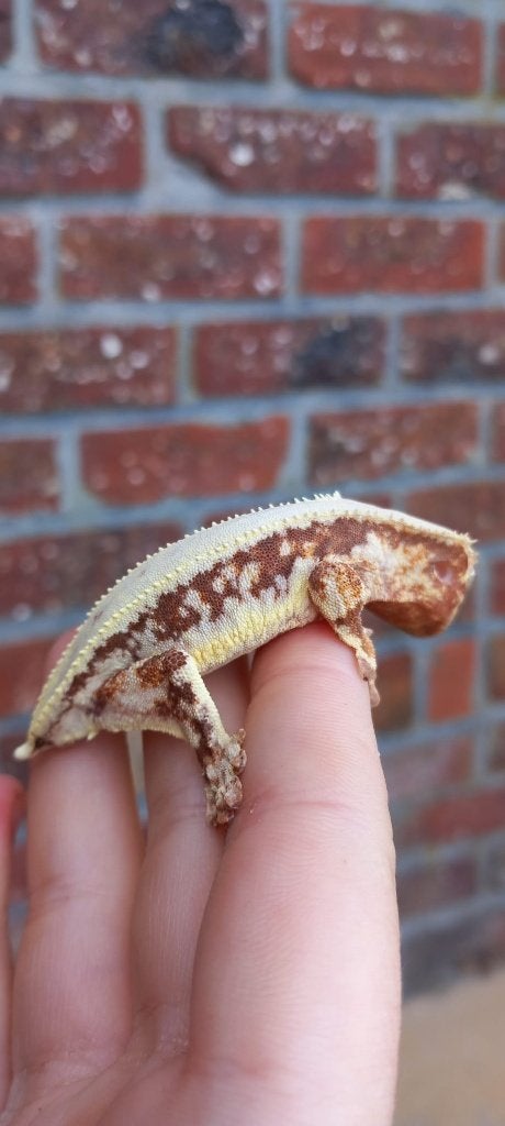 Rode Lilly White wimpergekko man Crested Gecko photo 4
