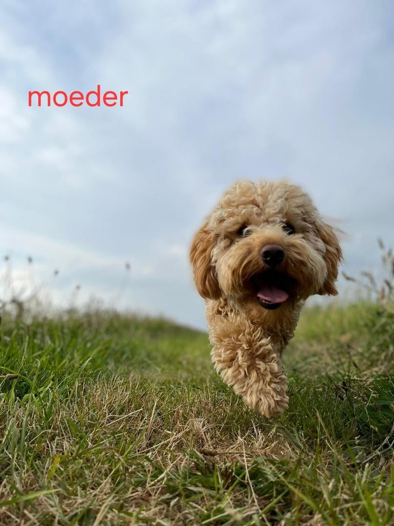 Mini labradoodle nestaankondiging, Parvo, 8 tot 15 weken, Meerdere, Meerdere dieren