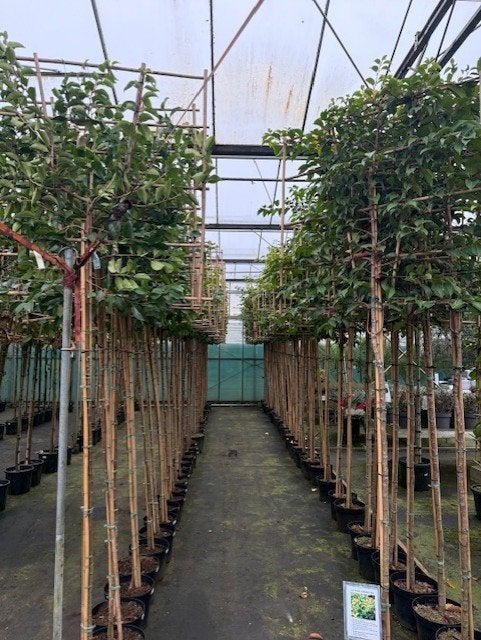 leiboom portugese laurier tico 340 cm hoog in pot, Tuin en Terras, Bloeit niet, Halfschaduw, Overige soorten, 250 tot 400 cm
