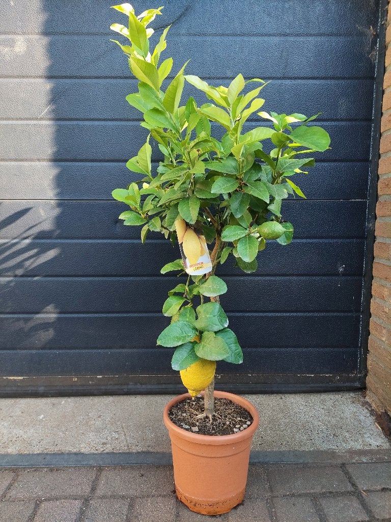 Citrus Lemon / Citrus Limon - Citroenboom H: 115 cm., Ophalen, Volle zon, Citroenboom, 100 tot 250 cm